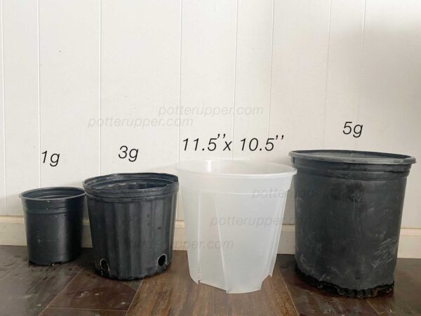 11.5" Large Clear Pots for Monstera, Philodendrons, Anthuriums, Houseplants