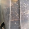 11.5" Large Clear Pots for Monstera, Philodendrons, Anthuriums, Houseplants