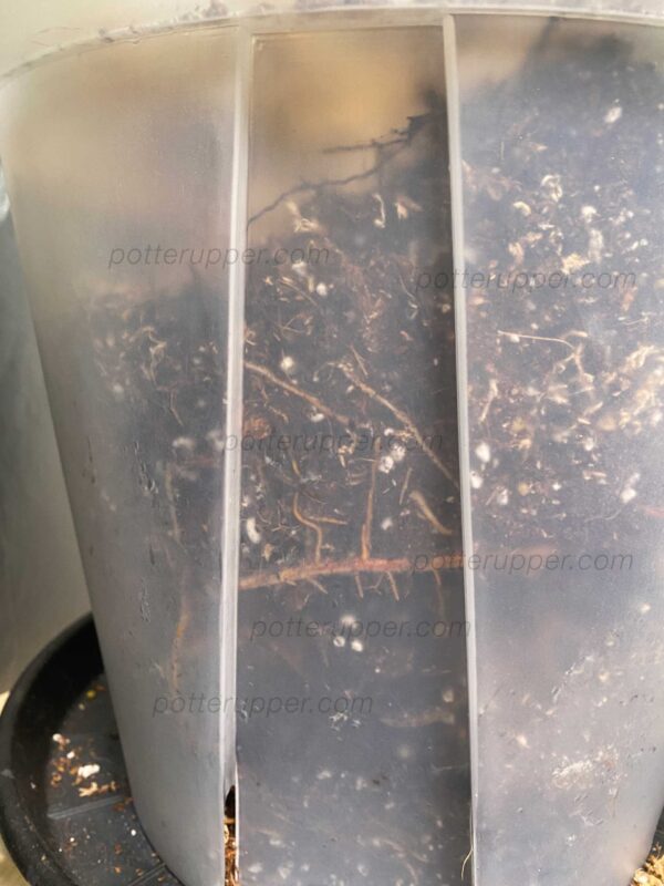 11.5" Large Clear Pots for Monstera, Philodendrons, Anthuriums, Houseplants