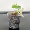 2" Soft Clear Pots for Seedlings, Propagation, Stater Plants, Houseplants, Aroids, Hoyas, Philodendrons, Monsteras, Alocasias