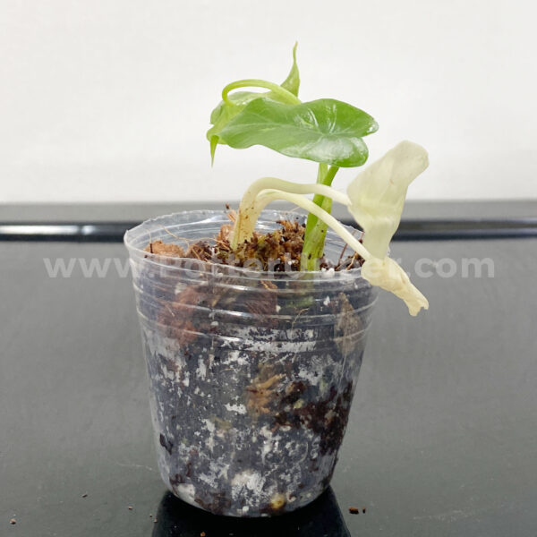 2" Soft Clear Pots for Seedlings, Propagation, Stater Plants, Houseplants, Aroids, Hoyas, Philodendrons, Monsteras, Alocasias