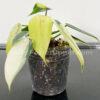 2.5" Soft Clear Pots for Seedlings, Propagation, Starter Plants