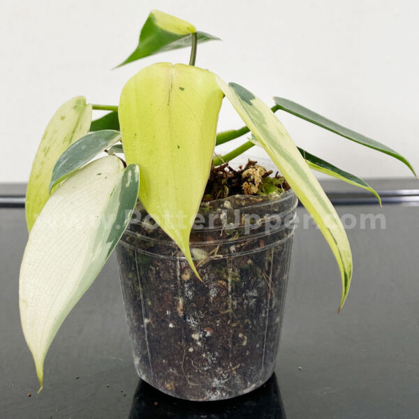 2.5" Soft Clear Pots for Seedlings, Propagation, Starter Plants