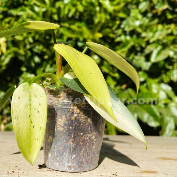 2.5" Soft Clear Pots for Seedlings, Propagation, Starter Plants
