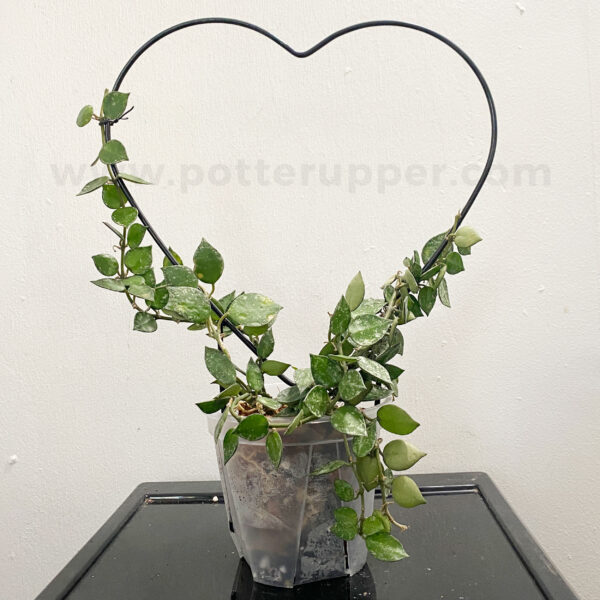 Black Heart Hoya Trellis Metal