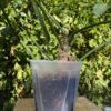 11.5" Large Clear Pots for Monstera, Philodendrons, Anthuriums, Houseplants
