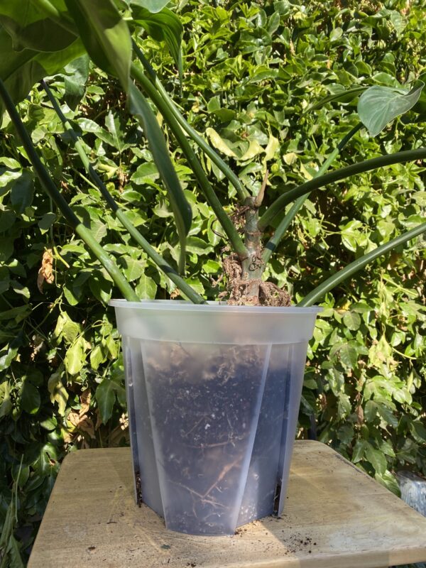 11.5" Large Clear Pots for Monstera, Philodendrons, Anthuriums, Houseplants