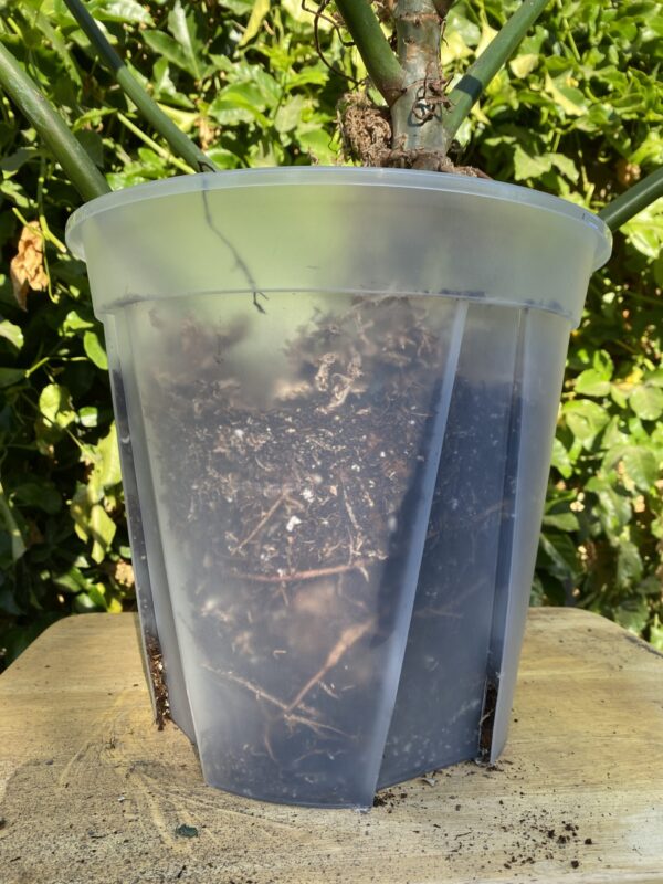 11.5" Large Clear Pots for Monstera, Philodendrons, Anthuriums, Houseplants
