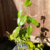 Hoya Acrylic Trellis, 18" Long, Ladder Style AT2, Pack of 5