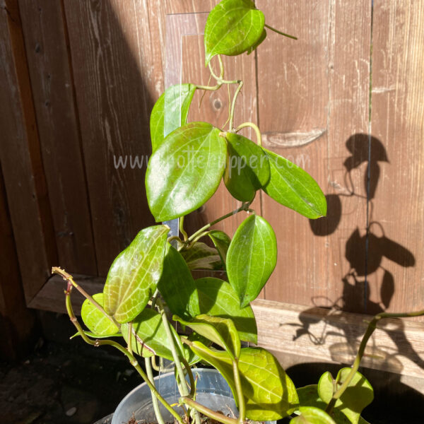 Hoya Acrylic Trellis, 18" Long, Ladder Style AT2, Pack of 5