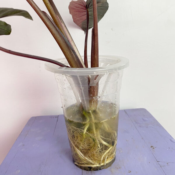 4" Hydropnic Cone, Single Hole Plant Holder