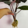 4" Hydropnic Cone, Single Hole Plant Holder