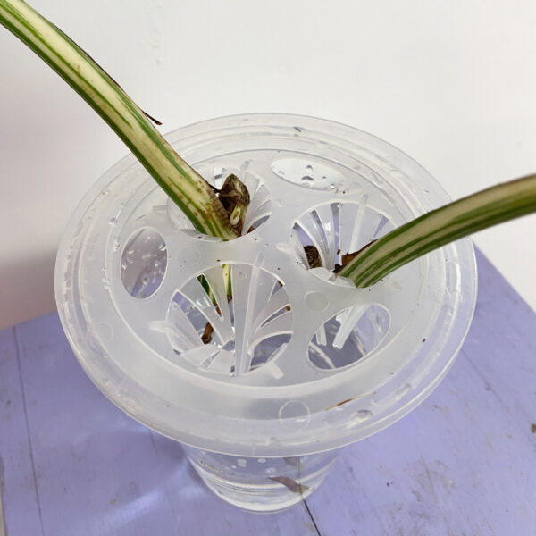 4" Hydropnic Cone, Six Holes Plant Holder