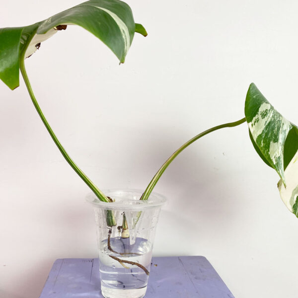 4" Hydropnic Cone, Six Holes Plant Holder